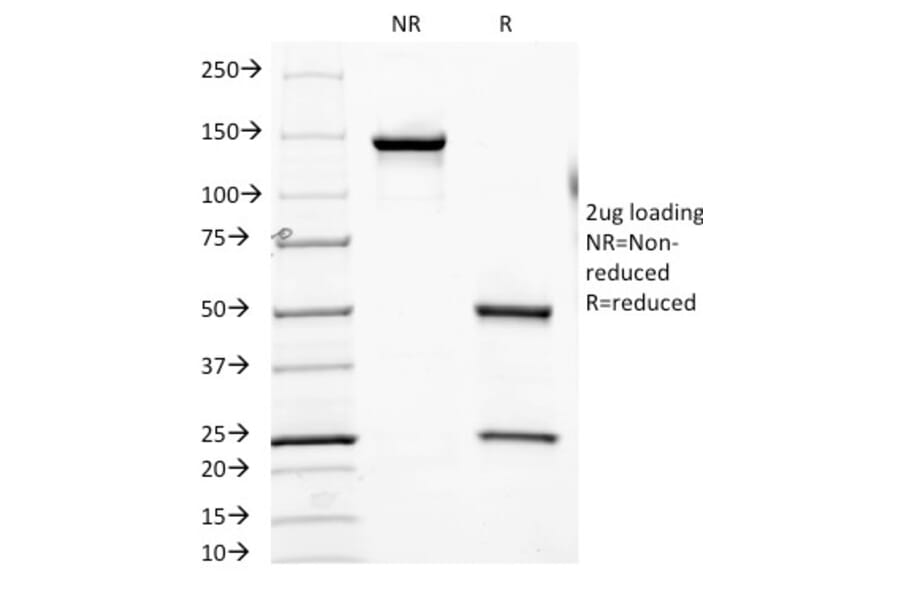 SDS-PAGE - Anti-PSMA Antibody [FOLH1/2354] - BSA and Azide free (A251786) - Antibodies.com