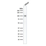 Western Blot - Anti-PSMA Antibody [FOLH1/2354] - BSA and Azide free (A251786) - Antibodies.com