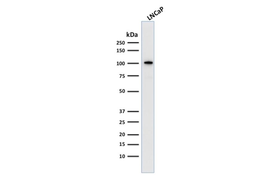 Western Blot - Anti-PSMA Antibody [FOLH1/2363] - BSA and Azide free (A251787) - Antibodies.com