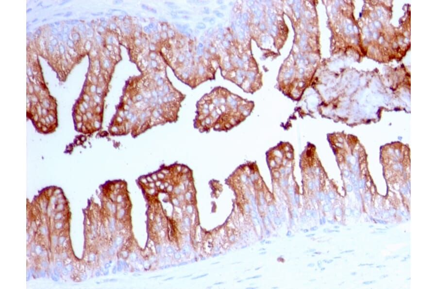 Immunohistochemistry - Anti-PSMA Antibody [FOLH1/2363] - BSA and Azide free (A251787) - Antibodies.com