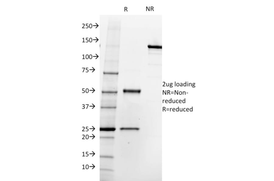 SDS-PAGE - Anti-PSMA Antibody [SPM500] - BSA and Azide free (A251788) - Antibodies.com