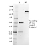 SDS-PAGE - Anti-PSMA Antibody [SPM500] - BSA and Azide free (A251788) - Antibodies.com