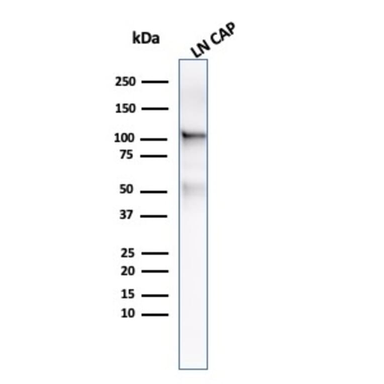 Western Blot - Anti-PSMA Antibody [FOLH1/3734] - BSA and Azide free (A251790) - Antibodies.com