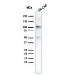 Western Blot - Anti-PSMA Antibody [FOLH1/3734] - BSA and Azide free (A251790) - Antibodies.com