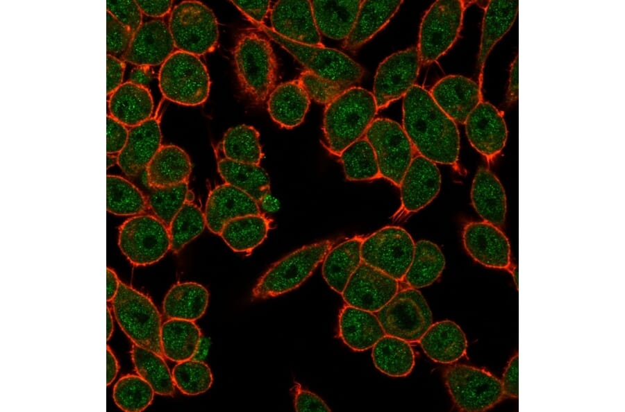 Immunofluorescence - Anti-FRA2 Antibody [PCRP-FOSL2-1B1] - BSA and Azide free (A251792) - Antibodies.com