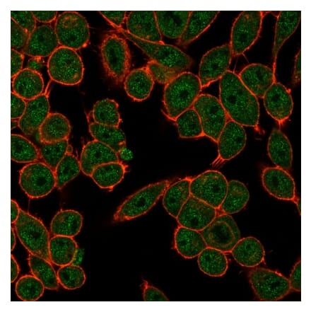 Immunofluorescence - Anti-FRA2 Antibody [PCRP-FOSL2-1B1] - BSA and Azide free (A251792) - Antibodies.com