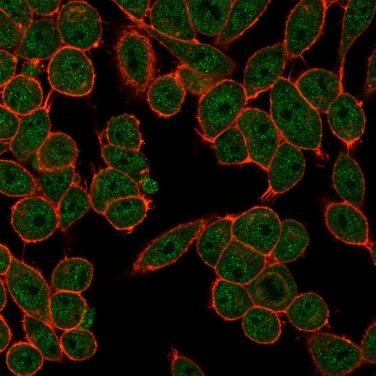 Immunofluorescence - Anti-FRA2 Antibody [PCRP-FOSL2-1B1] - BSA and Azide free (A251792) - Antibodies.com