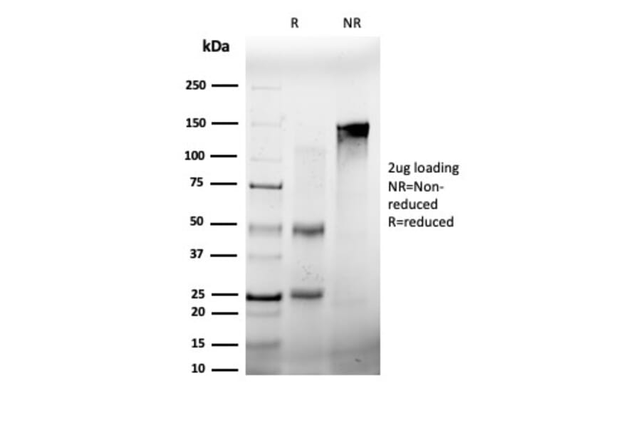 SDS-PAGE - Anti-FRA2 Antibody [PCRP-FOSL2-1B1] - BSA and Azide free (A251792) - Antibodies.com