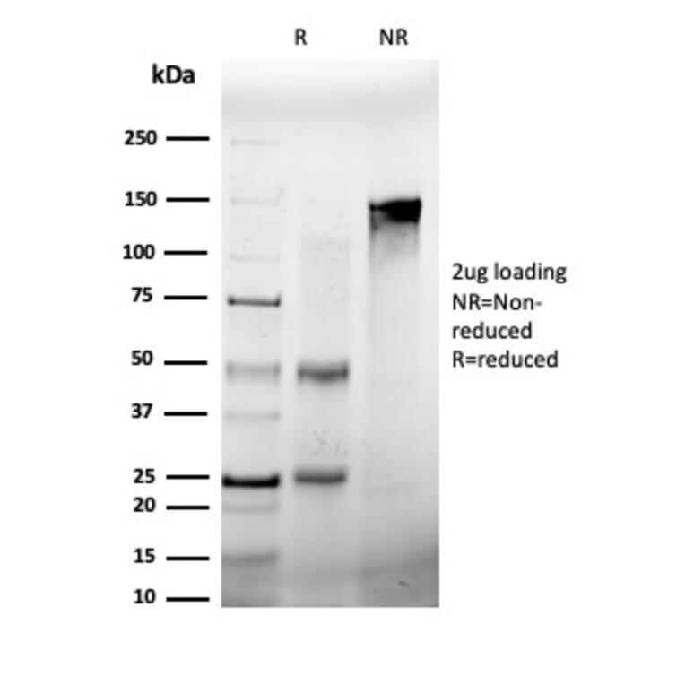 SDS-PAGE - Anti-FRA2 Antibody [PCRP-FOSL2-1B1] - BSA and Azide free (A251792) - Antibodies.com