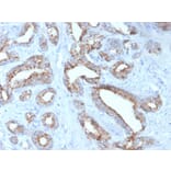 Immunohistochemistry - Anti-AMACR Antibody [rAMACR/4674] - BSA and Azide free (A251793) - Antibodies.com