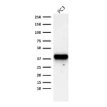 Western Blot - Anti-AMACR Antibody [AMACR/1723] - BSA and Azide free (A251796) - Antibodies.com