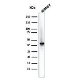 Western Blot - Anti-AMACR Antibody [AMACR/2748R] - BSA and Azide free (A251800) - Antibodies.com