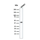 Western Blot - Anti-AMACR Antibody - BSA and Azide free (A251801) - Antibodies.com