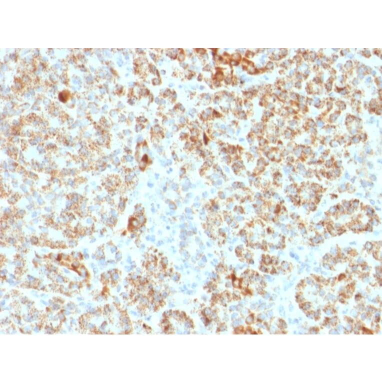 Immunohistochemistry - Anti-Frataxin Antibody [FXN/2124] - BSA and Azide free (A251810) - Antibodies.com