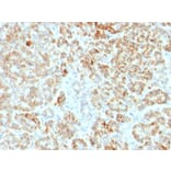 Immunohistochemistry - Anti-Frataxin Antibody [FXN/2124] - BSA and Azide free (A251810) - Antibodies.com