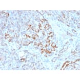 Immunohistochemistry - Anti-Frataxin Antibody [FXN/2124] - BSA and Azide free (A251810) - Antibodies.com