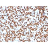 Immunohistochemistry - Anti-FSH beta Antibody [FSHb/2033R] - BSA and Azide free (A251813) - Antibodies.com