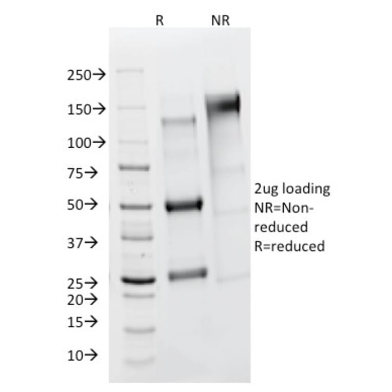 SDS-PAGE - Anti-FSH Receptor Antibody [FSHR/1400] - BSA and Azide free (A251815) - Antibodies.com