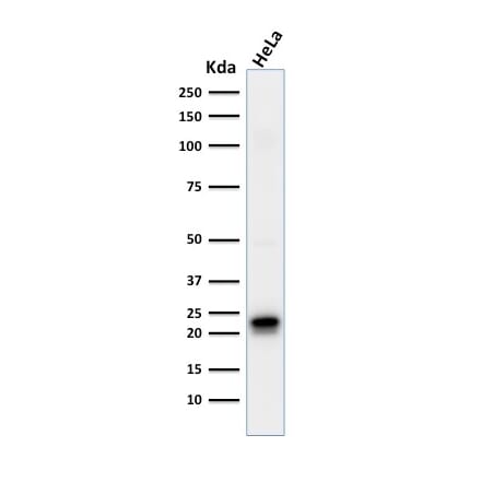 Western Blot - Anti-Ferritin Heavy Chain Antibody [FTH/2081] - BSA and Azide free (A251816) - Antibodies.com