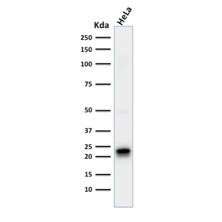 Western Blot - Anti-Ferritin Heavy Chain Antibody [FTH/2081] - BSA and Azide free (A251816) - Antibodies.com