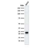 Western Blot - Anti-Ferritin Heavy Chain Antibody [FTH/2081] - BSA and Azide free (A251816) - Antibodies.com