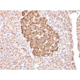 Immunohistochemistry - Anti-Ferritin Heavy Chain Antibody [FTH/2081] - BSA and Azide free (A251816) - Antibodies.com