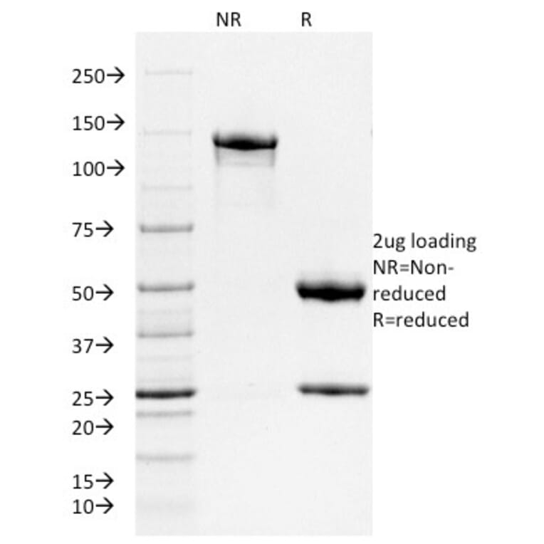 SDS-PAGE - Anti-Ferritin Heavy Chain Antibody [FTH/2081] - BSA and Azide free (A251816) - Antibodies.com