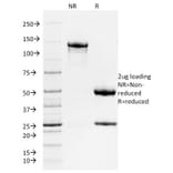 SDS-PAGE - Anti-Ferritin Heavy Chain Antibody [FTH/2081] - BSA and Azide free (A251816) - Antibodies.com