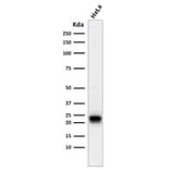 Western Blot - Anti-Ferritin Heavy Chain Antibody [FTH/2082] - BSA and Azide free (A251817) - Antibodies.com