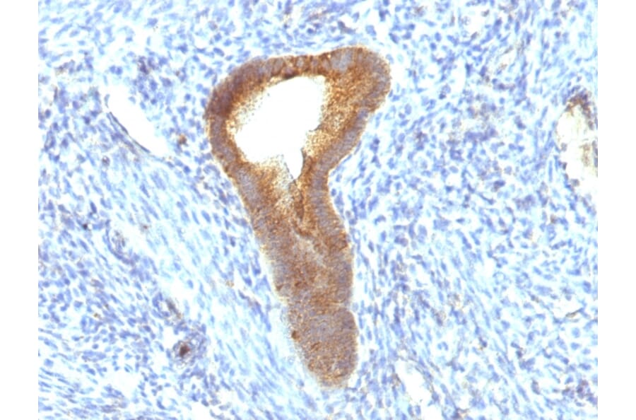 Immunohistochemistry - Anti-Alkaline Phosphatase, Tissue Non-Specific Antibody [ALPL/597] - BSA and Azide free (A251818) - Antibodies.com