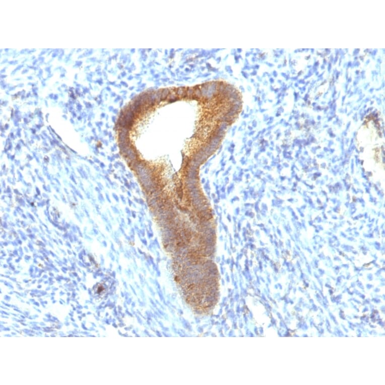 Immunohistochemistry - Anti-Alkaline Phosphatase, Tissue Non-Specific Antibody [ALPL/597] - BSA and Azide free (A251818) - Antibodies.com