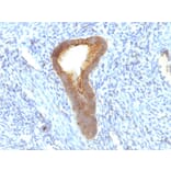 Immunohistochemistry - Anti-Alkaline Phosphatase, Tissue Non-Specific Antibody [ALPL/597] - BSA and Azide free (A251818) - Antibodies.com