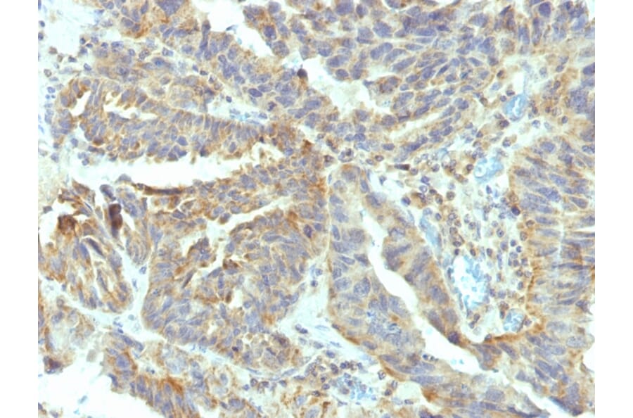 Immunohistochemistry - Anti-Alkaline Phosphatase, Tissue Non-Specific Antibody [V17.1] - BSA and Azide free (A251818) - Antibodies.com