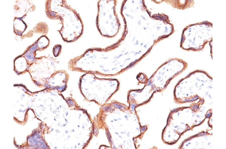 Immunohistochemistry - Anti-Placental Alkaline Phosphatase Antibody [ALP/870] - BSA and Azide free (A251819) - Antibodies.com