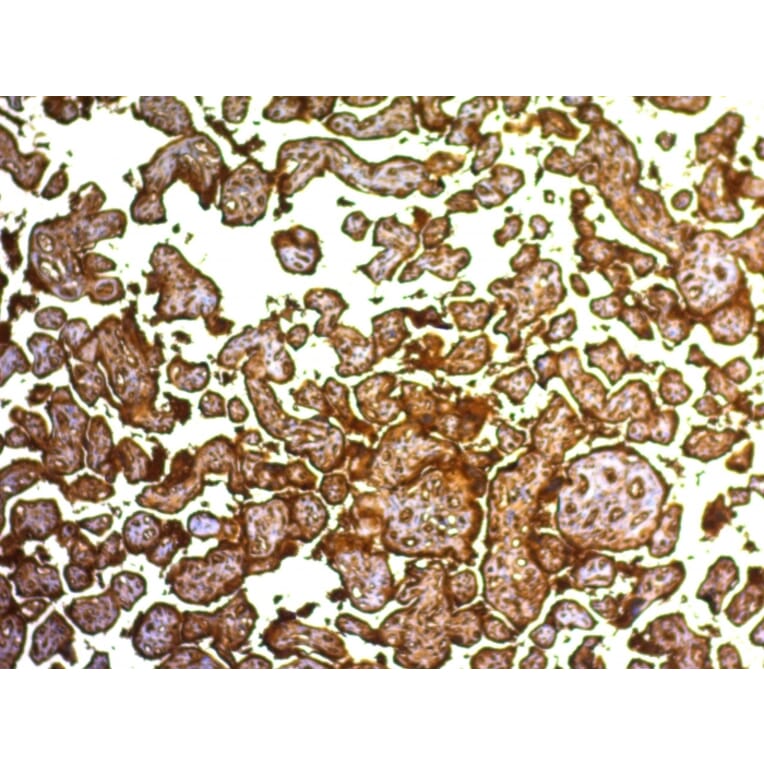 Immunohistochemistry - Anti-Placental Alkaline Phosphatase Antibody [SPM593] - BSA and Azide free (A251821) - Antibodies.com