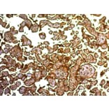 Immunohistochemistry - Anti-Placental Alkaline Phosphatase Antibody [SPM593] - BSA and Azide free (A251821) - Antibodies.com