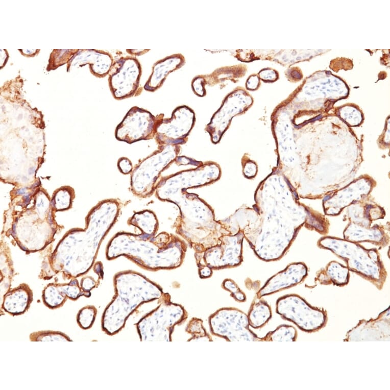 Immunohistochemistry - Anti-Placental Alkaline Phosphatase Antibody [GM022] - BSA and Azide free (A251824) - Antibodies.com