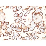 Immunohistochemistry - Anti-Placental Alkaline Phosphatase Antibody [GM022] - BSA and Azide free (A251824) - Antibodies.com