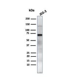 Western Blot - Anti-Placental Alkaline Phosphatase Antibody [GM022] - BSA and Azide free (A251825) - Antibodies.com