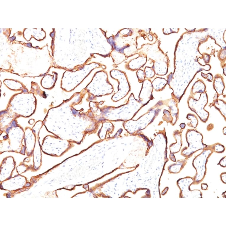 Immunohistochemistry - Anti-Placental Alkaline Phosphatase Antibody [PL8-F6] - BSA and Azide free (A251825) - Antibodies.com
