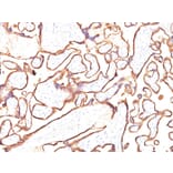 Immunohistochemistry - Anti-Placental Alkaline Phosphatase Antibody [PL8-F6] - BSA and Azide free (A251825) - Antibodies.com