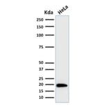 Western Blot - Anti-Ferritin Light Chain Antibody [FTL/1386] - BSA and Azide free (A251828) - Antibodies.com