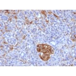 Immunohistochemistry - Anti-Ferritin Light Chain Antibody [FTL/1386] - BSA and Azide free (A251828) - Antibodies.com