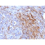 Immunohistochemistry - Anti-Ferritin Light Chain Antibody [FTL/1386] - BSA and Azide free (A251828) - Antibodies.com