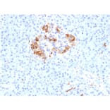 Immunohistochemistry - Anti-Ferritin Light Chain Antibody [FTL/1387] - BSA and Azide free (A251829) - Antibodies.com