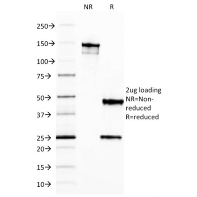 SDS-PAGE - Anti-Ferritin Light Chain Antibody [FTL/1387] - BSA and Azide free (A251829) - Antibodies.com