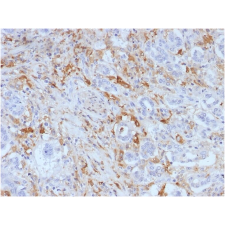 Immunohistochemistry - Anti-Ferritin Light Chain Antibody [FTL/1388] - BSA and Azide free (A251830) - Antibodies.com