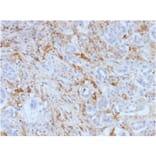 Immunohistochemistry - Anti-Ferritin Light Chain Antibody [FTL/1388] - BSA and Azide free (A251830) - Antibodies.com