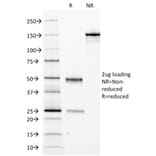 SDS-PAGE - Anti-Ferritin Light Chain Antibody [FTL/1388] - BSA and Azide free (A251830) - Antibodies.com