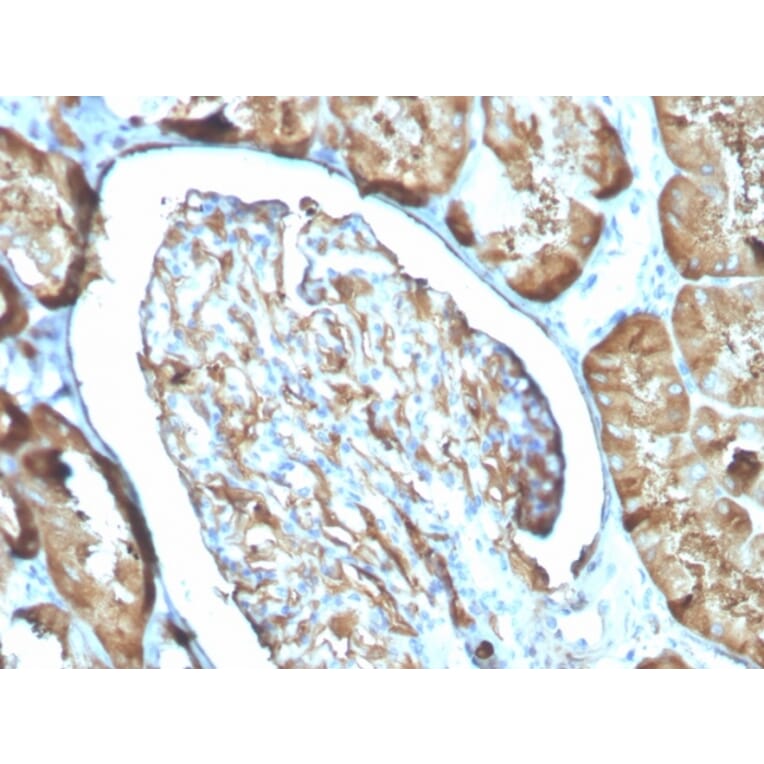 Immunohistochemistry - Anti-Ferritin Light Chain Antibody [FTL/3100] - BSA and Azide free (A251832) - Antibodies.com